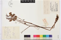 類葉升麻藏品圖，第1張