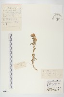 阿爾泰狗哇花藏品圖，第1張