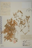 卷耳藏品圖，第1張