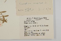 卷耳藏品圖，第3張