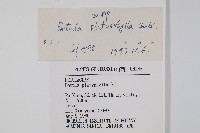 白樺、粉樺、臭樺藏品圖，第2張