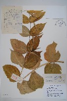 牛皮消、白薇藏品圖，第1張