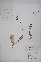 石沙參藏品圖，第1張