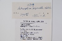 石沙參藏品圖，第2張