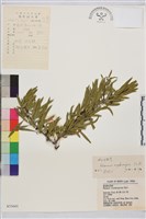 柳葉鼠李藏品圖，第1張