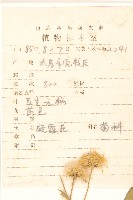 旋覆花藏品圖，第2張