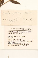 旋覆花藏品圖，第3張