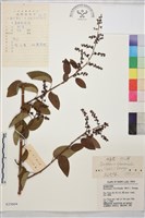 多花勾兒茶, 多花黃鱔藤藏品圖，第1張