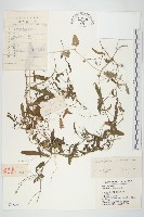 田旋花藏品圖，第1張