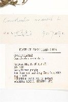 田旋花藏品圖，第3張