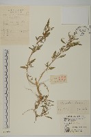 灰綠藜藏品圖，第1張