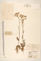 狗舌草藏品圖，第1張