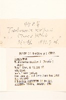 狗舌草藏品圖，第3張