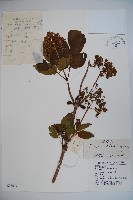 接骨木，木蒴藋藏品圖，第1張