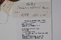 接骨木，木蒴藋藏品圖，第2張