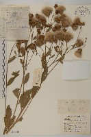 大刺兒菜藏品圖，第1張