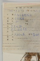 大刺兒菜藏品圖，第2張