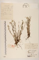 火絨草藏品圖，第1張