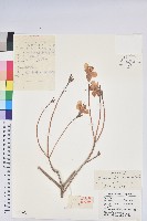 迎紅杜鵑藏品圖，第1張