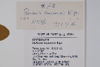 大葉小蘗藏品圖，第2張