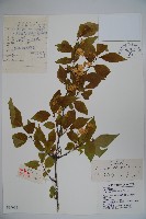 金花忍冬藏品圖，第1張