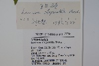 金花忍冬藏品圖，第2張