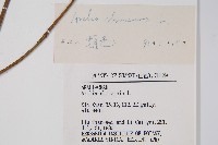 蔥木藏品圖，第2張