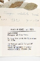 小葉胡頹子藏品圖，第3張