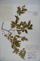 金花忍冬藏品圖，第1張