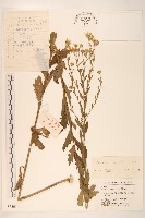 蒙古馬蘭藏品圖，第1張