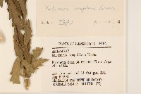 蒙古馬蘭藏品圖，第3張