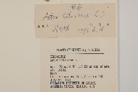 紫菀藏品圖，第3張