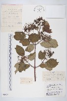 沙棶藏品圖，第1張