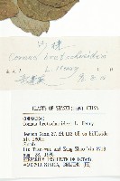 沙棶藏品圖，第3張