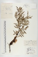 醋柳藏品圖，第1張