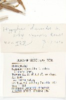 醋柳藏品圖，第3張