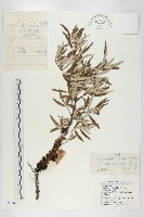 醋柳藏品圖，第4張