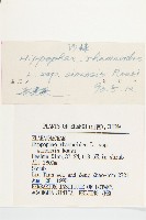 醋柳藏品圖，第6張