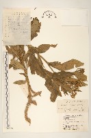 黃菀藏品圖，第1張