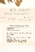 黃菀藏品圖，第3張