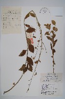 狹葉沙參藏品圖，第1張