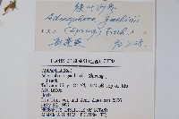 狹葉沙參藏品圖，第2張