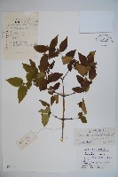 金銀忍冬藏品圖，第1張