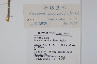 金銀忍冬藏品圖，第2張