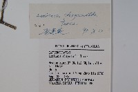 金花忍冬藏品圖，第2張