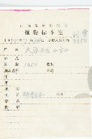 小葉胡頹子藏品圖，第2張