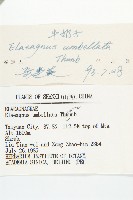 小葉胡頹子藏品圖，第3張