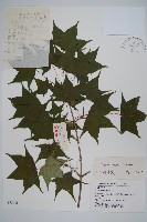 元寶楓, 地錦槭藏品圖，第1張