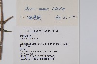 元寶楓, 地錦槭藏品圖，第2張