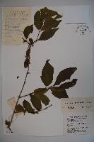 金花忍冬藏品圖，第1張